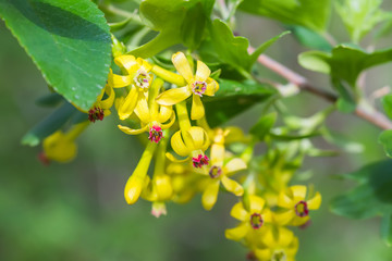 Jostaberry blackcurrant bush branch blossoming for backgrounds in garden. Yellow small flowers