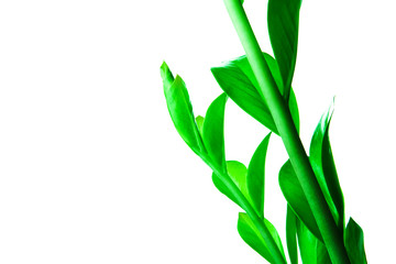 Frash green leaves of houseplant isolated on white backrgound. Spring concept. Place for text.