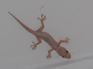 Taking advantage of a night time to photograph this beautiful gecko
