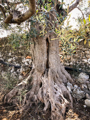 Secular olive trees in Puglia