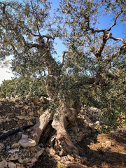 Secular olive trees in Puglia