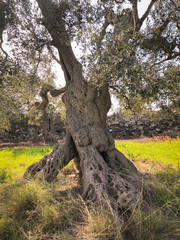 Secular olive trees in Puglia