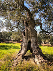 Secular olive trees in Puglia