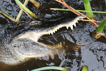 crocodile in water