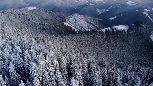 Flying backwards over  snow covered  pine forest revealing mountain valley at sunrise. Aerial winter landscape scenary