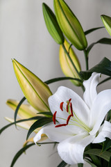 White lilies on gray background.