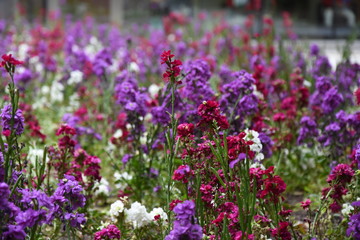 Obraz premium flores en el jardin