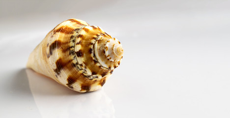 Summer background beach with natural organic color shell isolated on white backdrop. Soft focus