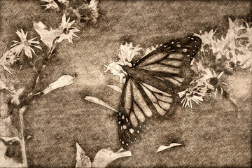 Sketch of a Monarch Butterfly Sipping Nectar from the Accommodating Flower