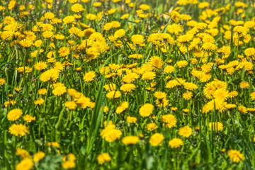 Obraz premium Field of yellow dandelions