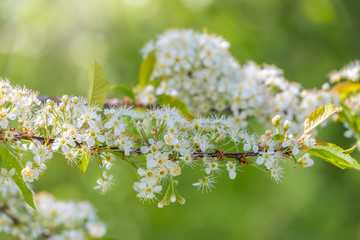 White cherry flowers