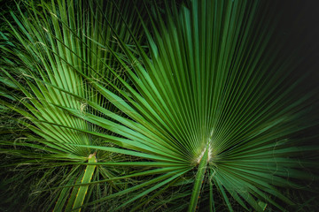 Obraz premium tropical palm leaves, jungle leaf floral background