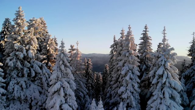 Drone flying close between frozen pine trees revealing winter mountain valley. Aerial view of snow covered forest	