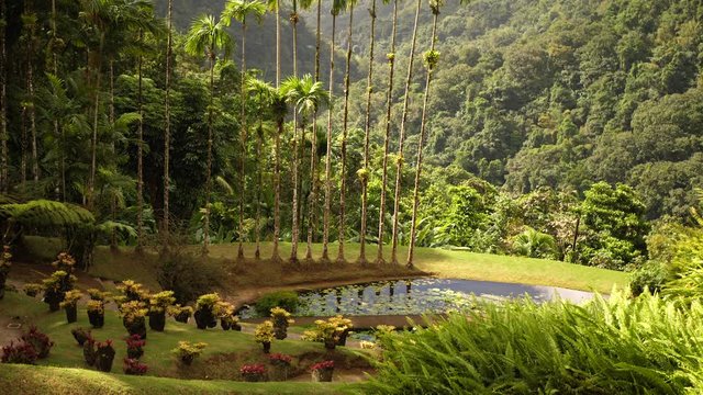 Footage of the most popular destination on French Caribbean island Martinique called Jardin Del Balata park..