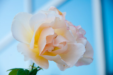 ivory rose flower on glass wall background