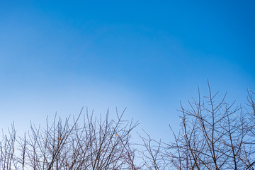 Branches without leaves against the blue sky.