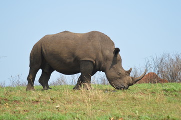 Naklejka na ściany i meble Male bull Cute White Rhino or Rhinoceros in a game reserve in South Africa