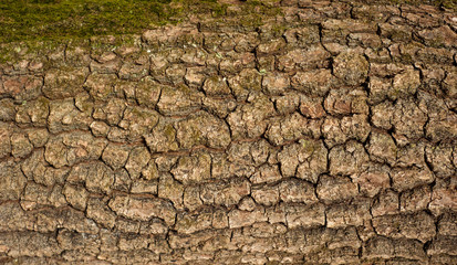 Embossed texture of the bark of oak. Panoramic photo of the oak texture.