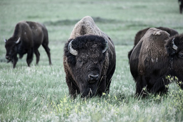 Large Bison Grazes in Field