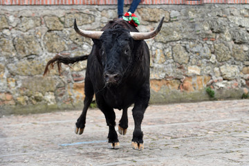 gran toro español en una plaza de toros