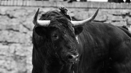 toro poderoso en españa