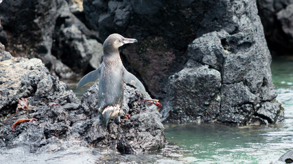 Penguin with open wings staying on a black rock close to the water. Galapagos