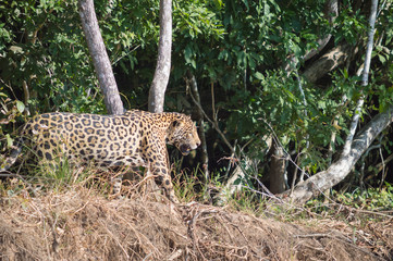 Jaguar walking with gree forest in the background, Pantnal, Brazil