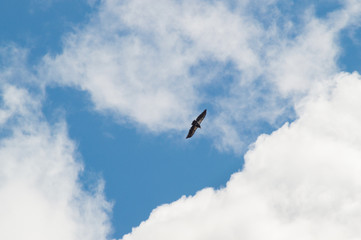 Bird of prey flying in the blue sky with white clouds, with copy space