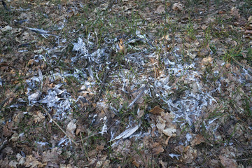 Feathers on ground of an attacked bird.