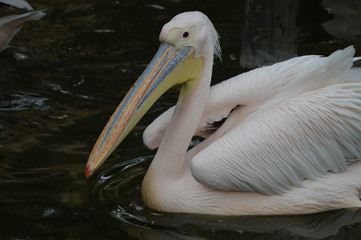 Great or eastern or rosy white Pelican ( Pelecanus onocrotalus ) in South Africa swimming in a lake with a green background