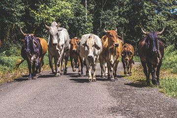 Front view of a cow herd walking on street of a rural place in Costa Rica 