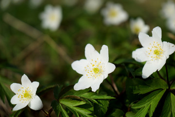 Spring flowers in forest - wood anemone, windflower.