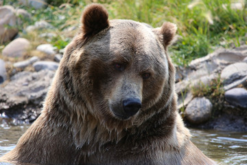 Fototapeta na wymiar portrait of a brown bear
