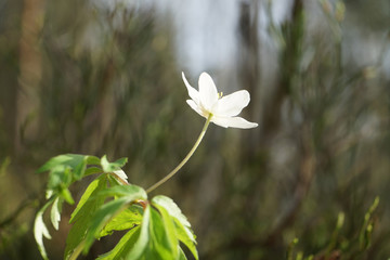 Alone white anemone flower on a blurred background.