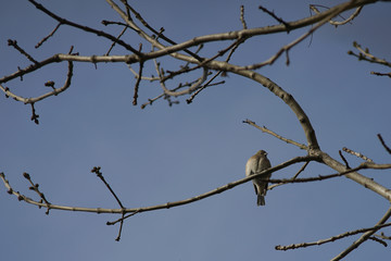 A Bird sitting on a tree branch.
