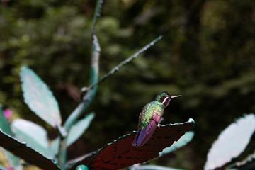 Hummingbird standing on a metal green leaf and looking from left to right in a rainforest located in Costa Rica