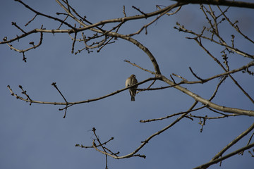 A grey bird sitting on a branch.