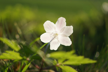 Windflower (Anemone nemorosa), close up image of the flower.