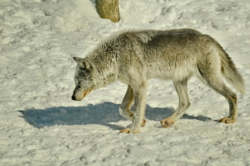 Gray Wolf in winter snow