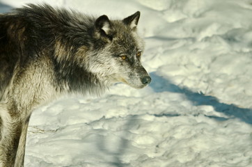 Gray Wolf in winter snow