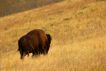 Bull Bison buffalo walking alone in field