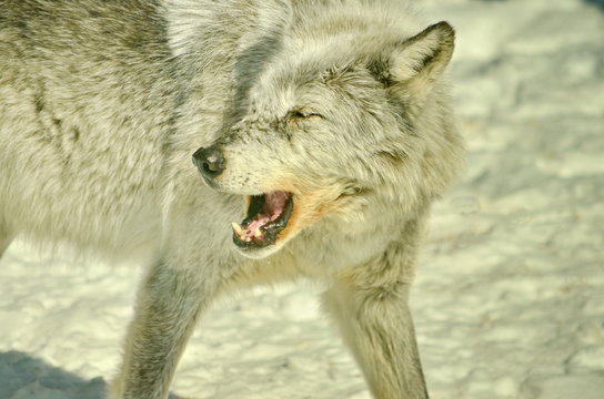 Gray Wolf in winter snow