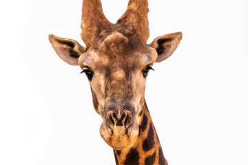 Senegal Safari Series: Giraffe