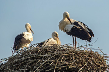 Three young storks in the nest. White stork (Ciconia ciconia).