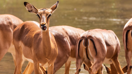 Senegal Safari Series: Impala deer