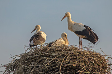 Three young storks in the nest. White stork (Ciconia ciconia).