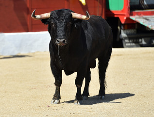 gran toro español en una plaza de toros