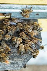 Bees kick drones out of bee families in late summer. A lot of drones near hive entrance.