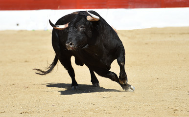 gran toro español en una plaza de toros