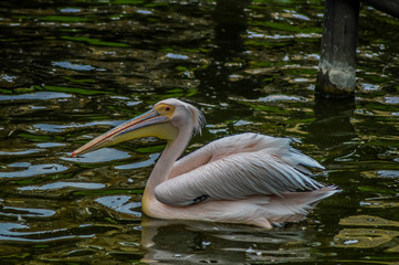 Great or eastern or rosy white Pelican ( Pelecanus onocrotalus ) in South Africa swimming in a lake with a green background